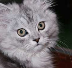 Richard Madeley’s Ghost Cat!