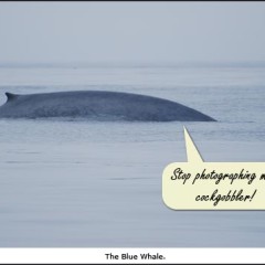 The Blue Whale