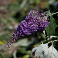The Garden War of 2011