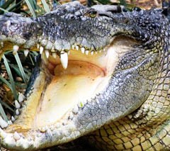 Justifiable Homicide