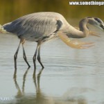 Scorpion Bird Scorpion Bird