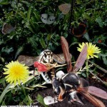 Bee Boxing Bee Boxing