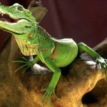 Chameligator Chameligator