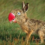 Parrothare Parrothare