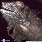 Something Awful Iguana Something Awful Iguana