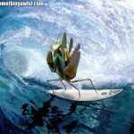 Surfing Mantis Surfing Mantis