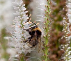 Honey, Superbugs, and Bullshit