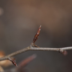 A Little Bit Of Nature