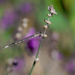 Damselfly