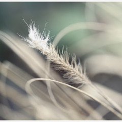 Grass