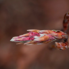 The Claw