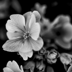 Flower Bed