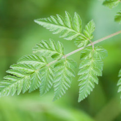 Green Leaves