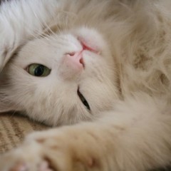 Animal Behaviour And Animal Communication