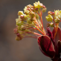 Rabbit Plant