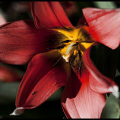 Red Flower