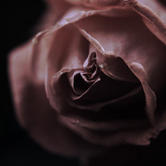 November Rose