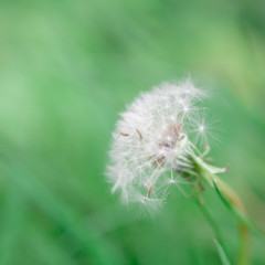 Taraxacum