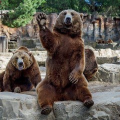 Neo Nazi Bears