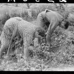History: America’s Dust Bowl