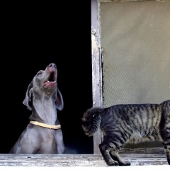 The Cat And The Dog