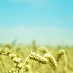 Genetically Modified Organisms