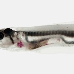 The Pearlfish, The Oyster, And The Starfish Anus